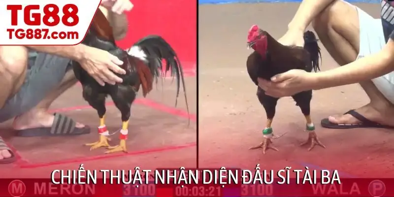 Chiến thuật nhận diện đấu sĩ tài ba